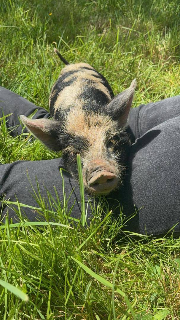 Gîte pour 6 personnes, avec jardin, animaux acceptés à Brech - 2