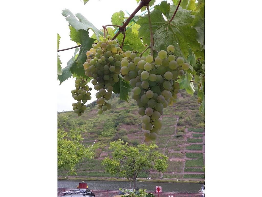 Im Weingut Konzen-Dehren 2 in Ellenz-Poltersdorf, Cochem-Zell