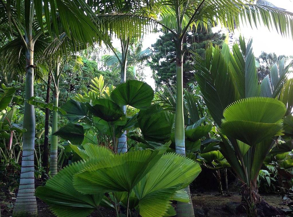 World Class Garden Residence in Kalapana, West Puna