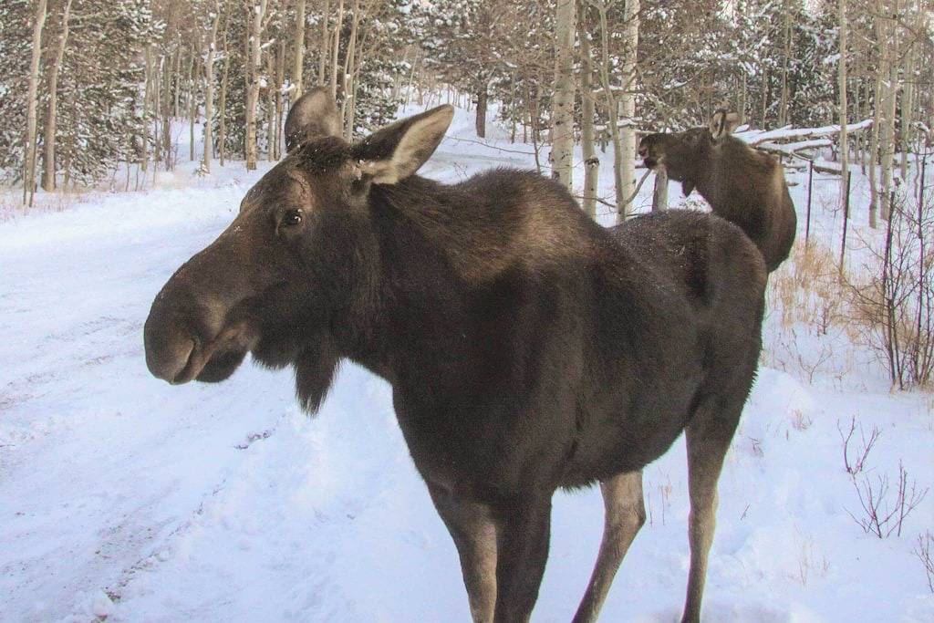 Mountain Views + Hot Tub: Airy Forest Escape! in Arapaho and Roosevelt National Forests