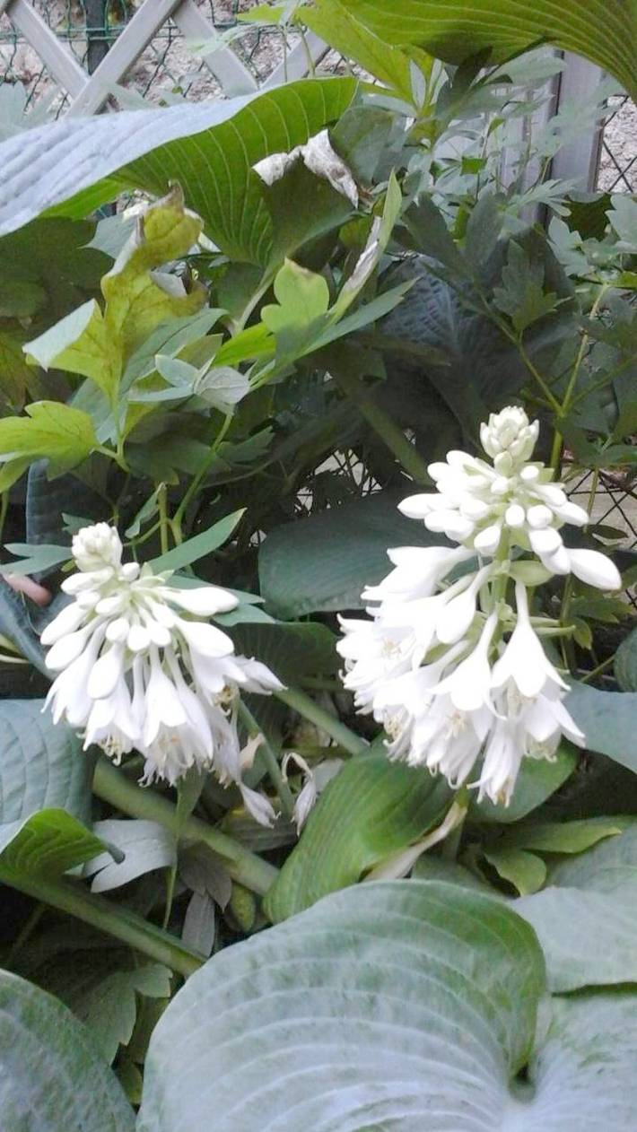 Location de vacances pour 3 personnes, avec vue et jardin, animaux acceptés à Foix - 4