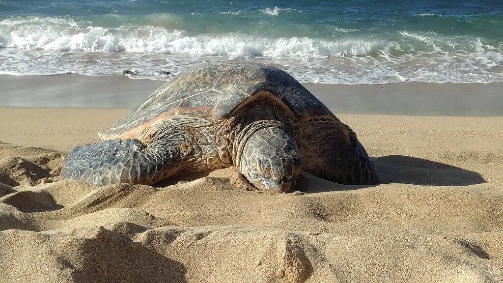 Vacation House for 6 Guests in Paia, Maui