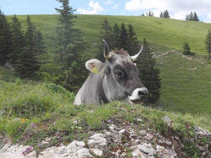 Bauernhaus für 4 Personen, mit Balkon, kinderfreundlich im Oberallgäu - 3