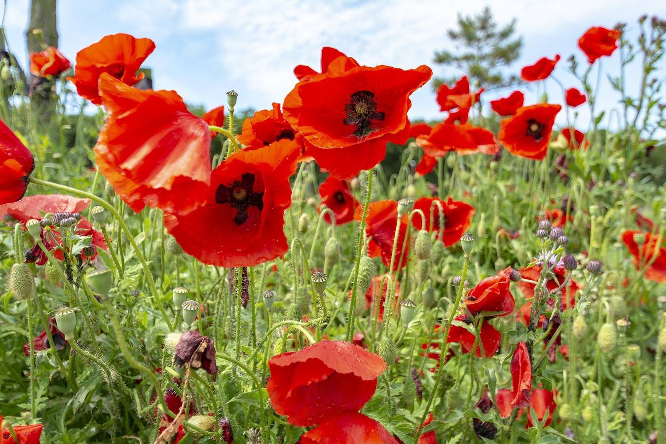 Callinghe Vakanties — Klaproos in Groote Keeten, Noord-Holland - Kust van de Noordzee