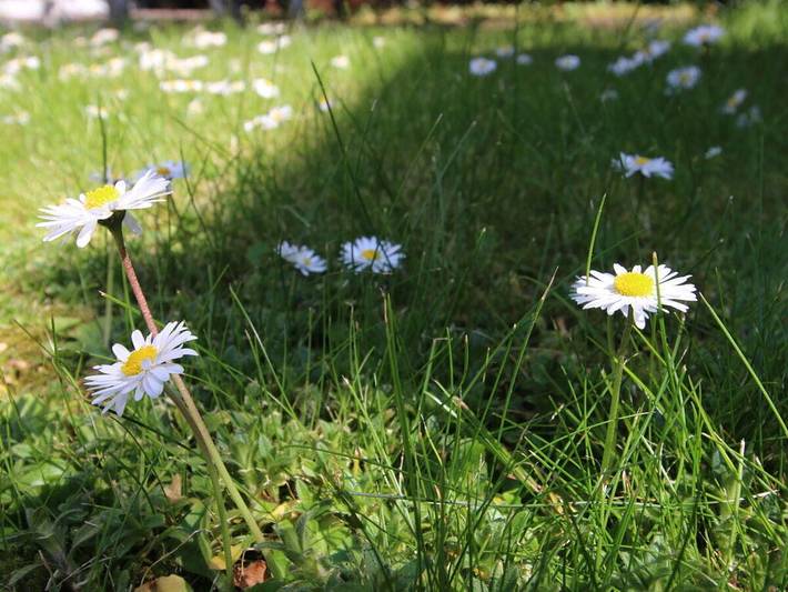Ferienhaus für 2 Personen, mit Garten, mit Haustier auf Borkum - 4