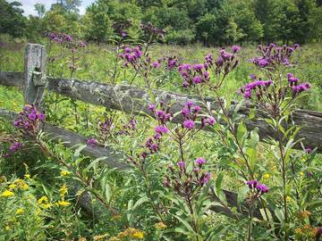Log Cabin for 2 Guests in Canaan Valley, Blue Ridge Mountains, Picture 1