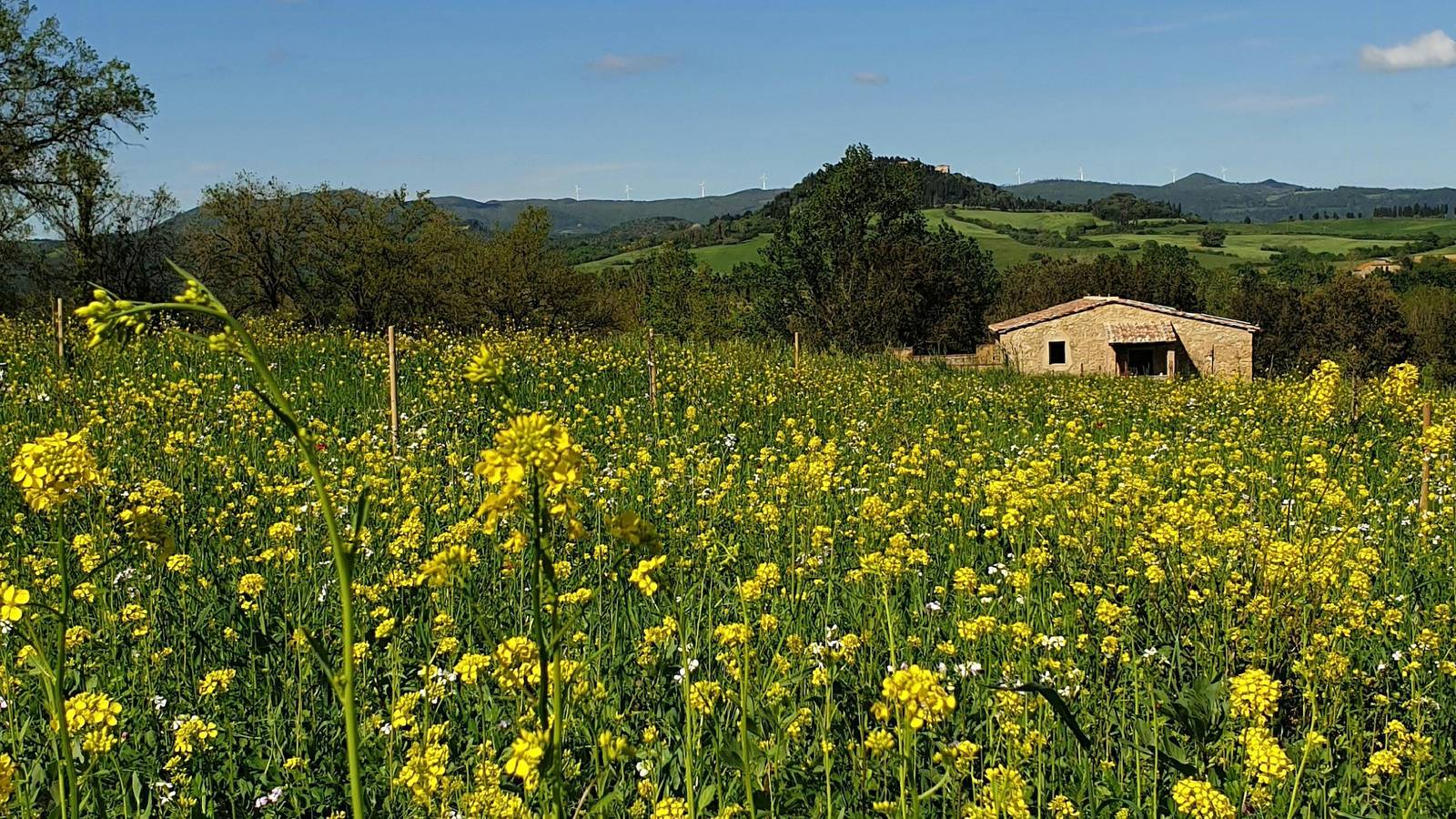 Ganze Wohnung, Wohnung mit Panoramaterrasse in der Toskana in Montescudaio, Etruskische Küste
