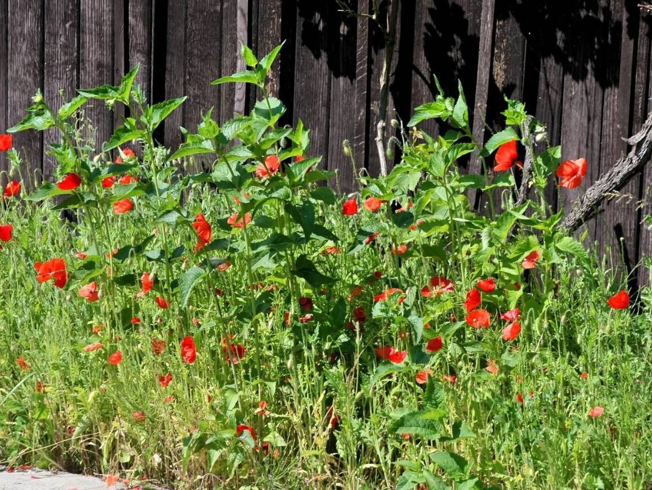 Pension Willischza - Doppelzimmer, Du/Wc, Frühstück in Burg (Spreewald), Lausitz