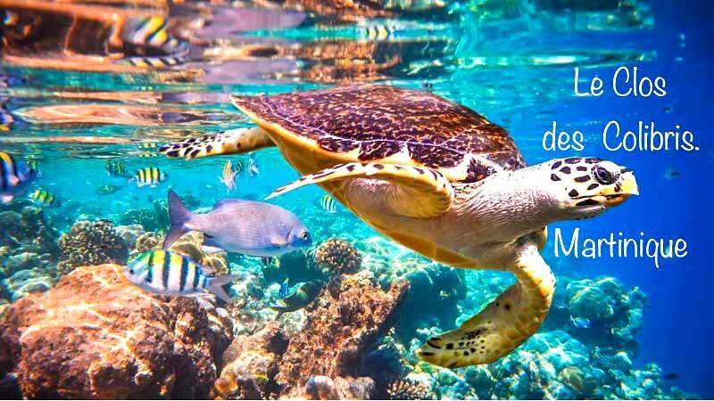 Location de vacances pour 2 personnes, avec vue ainsi que piscine et jardin à Le Carbet - 4