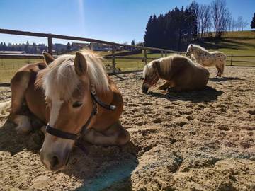 Ferienwohnung für 4 Personen, mit Garten und Ausblick sowie Sauna in Waltenhofen