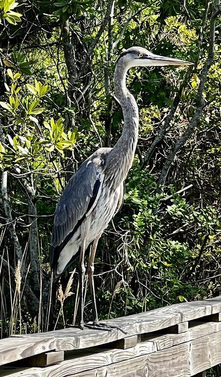 Barn for 8 Guests in Kill Devil Hills, Outer Banks