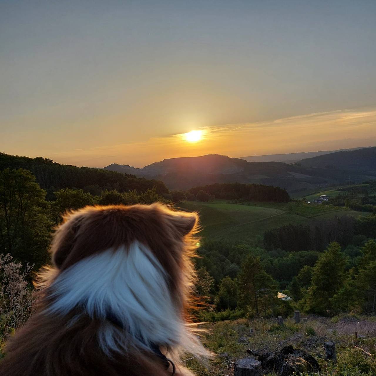 Ganze Wohnung, Ferienwohnung Waldblick mit großem Balkon,ebenerdig (außen und innen) und einmaliger Aussicht in Bestwig, Hochsauerlandkreis