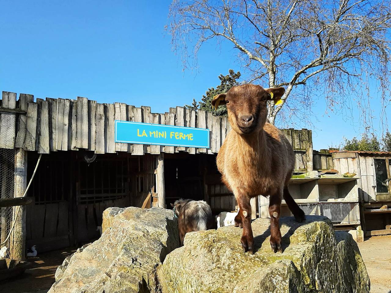 Cottage Comfort 4 Zimmer 6 Personen in Saint-Hilaire-la-Forêt, Vendée