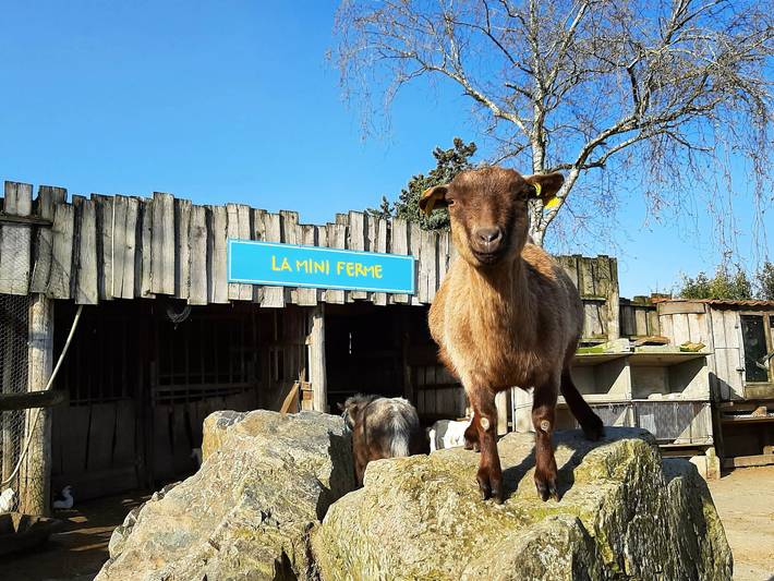 Chalet pour 6 personnes, avec terrasse, animaux acceptés en Vendée - 2