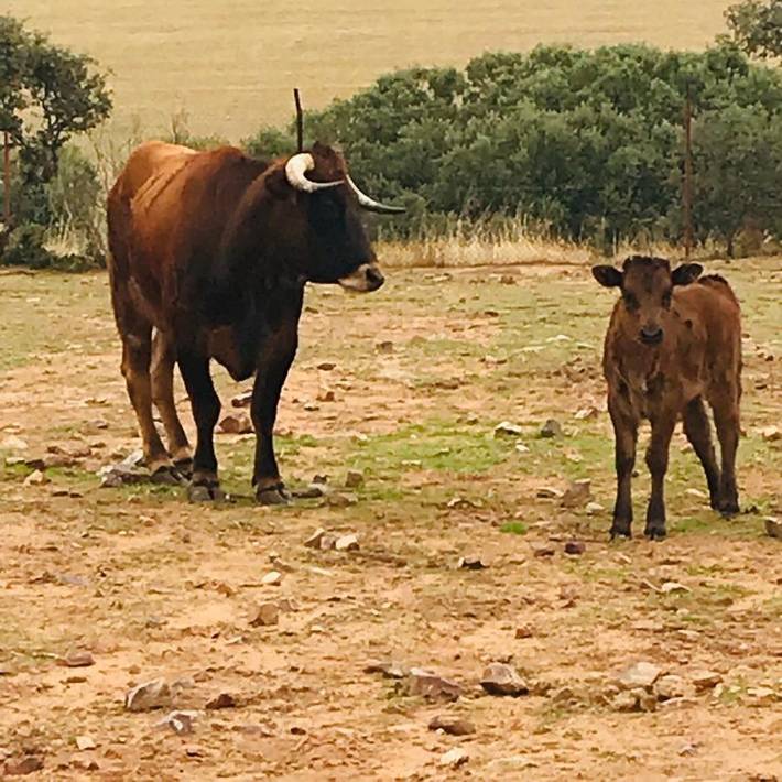 Casa rural con piscina para 2 personas, con vistas al lago y vistas además de piscina y jardín, Familias con niños en Castilla-La Mancha - 3