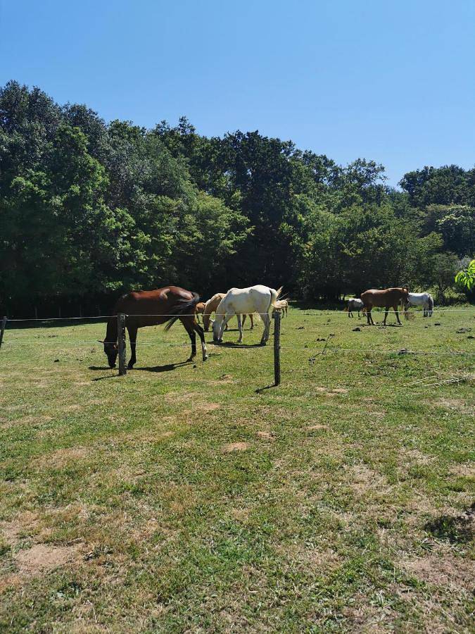 Location de vacances pour 2 personnes, avec jardin et vue à Dampierre-sous-Bouhy - 4