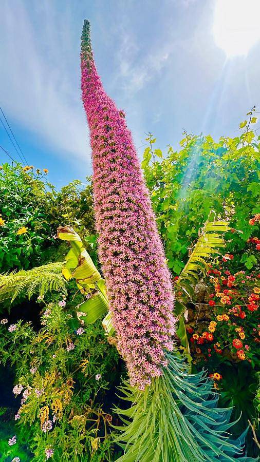 Casa rural para 4 personas, con jardín y vistas en El Paso - 3