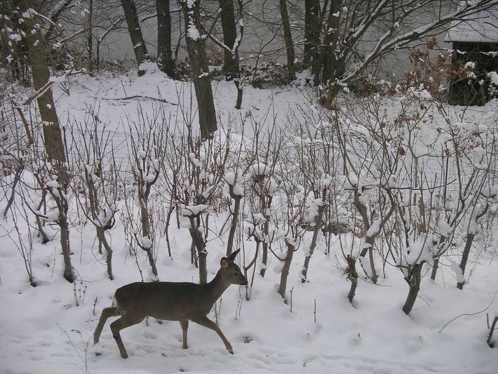 Ferienwohnung für 3 Personen, mit Garten, kinderfreundlich in Rheinsberg - 2