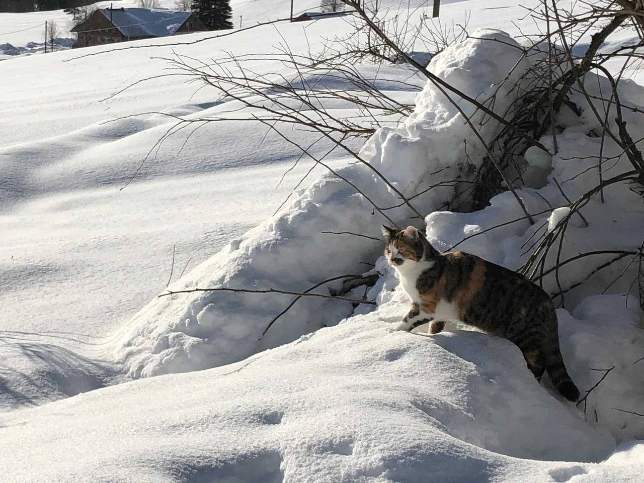 Ganze Ferienwohnung, Fewo Engelhirsch - Ferienwohnung Westseite in Weitnau, Bayerisch Schwaben