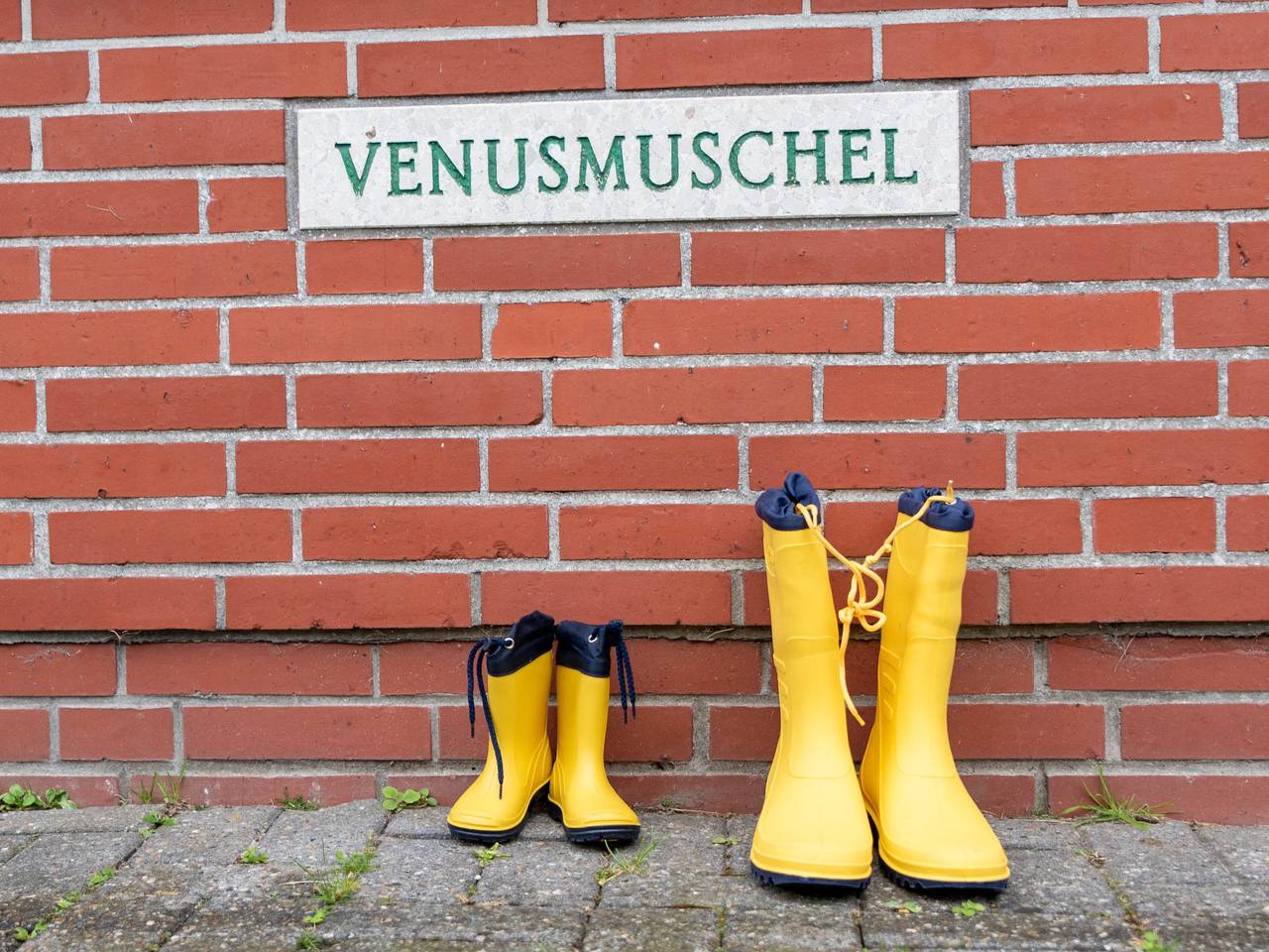 Venusmuschel in Norddeich, Norden und Umgebung