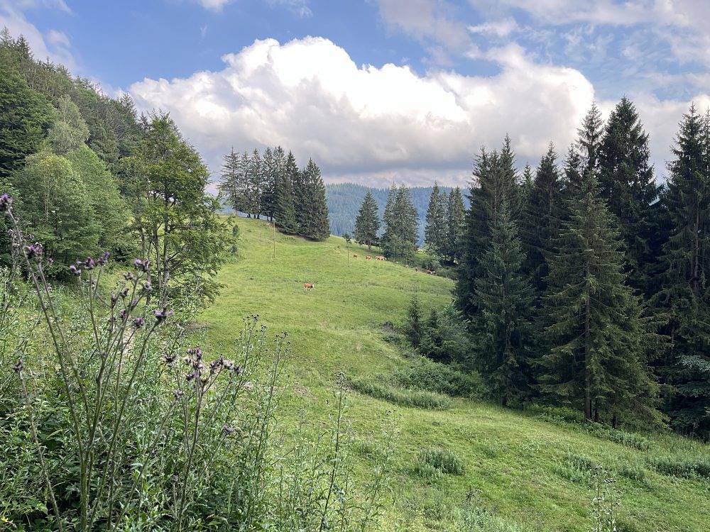 Ganze Ferienwohnung, Siebenschläferhütte - Selbstversorgerhütte in Buchenberg, Bayerisch Schwaben