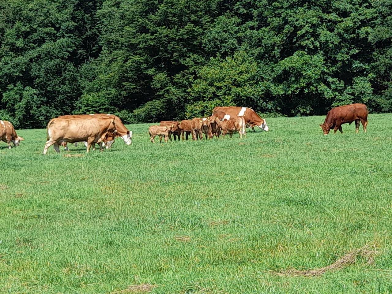 Ganze Ferienwohnung, Ferienwohnung Giebelwaldblick - Gemütliche Fewo bei Kirchen an der Sieg/Westerwald in Kirchen (Sieg), Altenkirchen & Umgebung