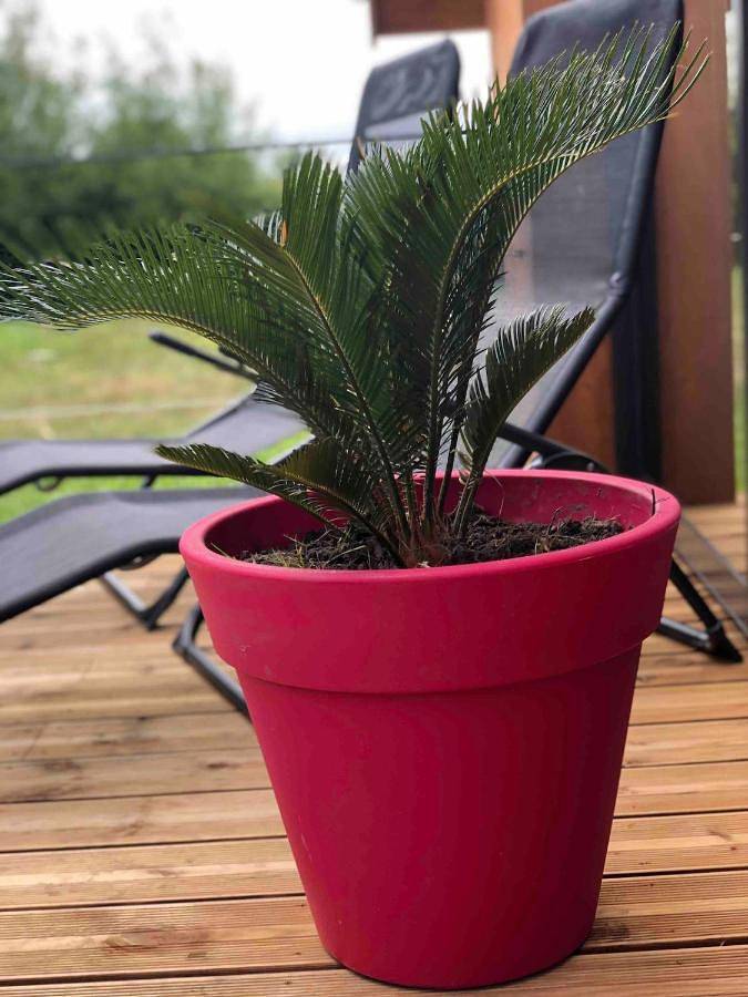 Location de vacances pour 4 personnes, avec terrasse et jardin, animaux acceptés à Saint-Lô-d'Ourville - 2