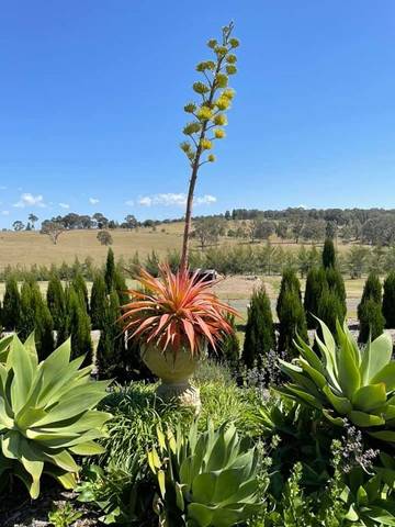 Bed And Breakfast for 3 People in Hunter Valley, New South Wales, Photo 3