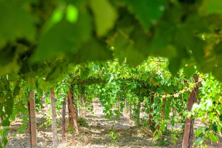 Hôtel pour 2 personnes, avec terrasse et jacuzzi ainsi que sauna et jardin à Casalbordino - 4