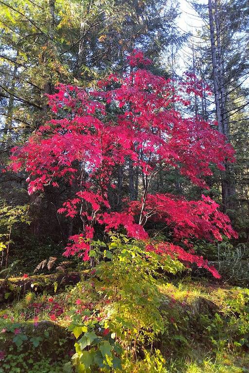 The Cabin on Waterfront-Kabine-Eigenes Badezimmer-Blick aufs Meer-Klassisch in Sunshine Coast Regional District