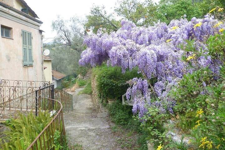 Ligurian rustico, surrounded by olive groves, 10 minutes from the sea. in Cantalupo (Imperia), Imperia