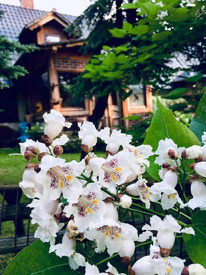 Agroturystyka Przylesie in Sudety (Polska)