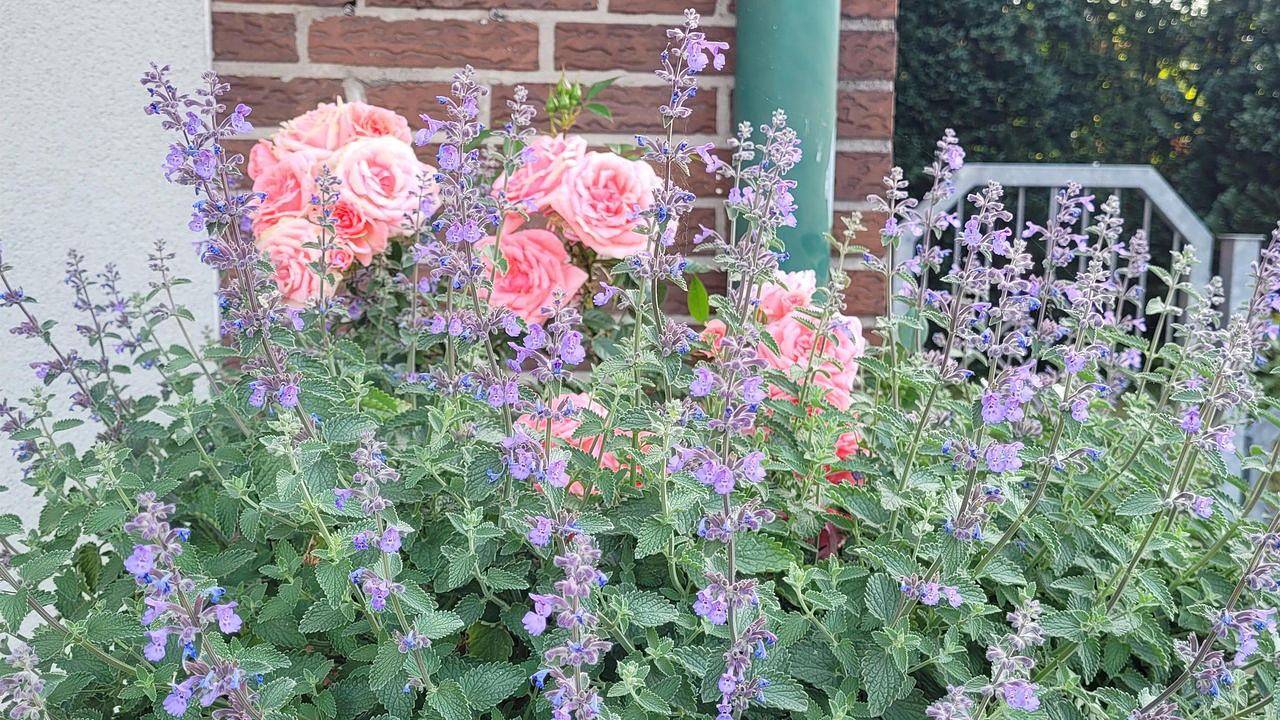 Ganze Ferienwohnung, Ferienwohnung für 2 Personen (55 m²) in Schneverdingen in Schneverdingen, Landkreis Heidekreis