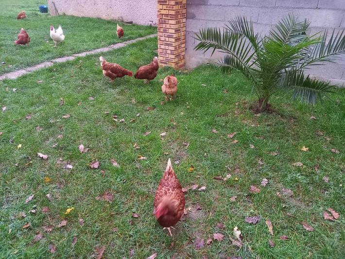 Gîte pour 2 personnes, avec jardin ainsi que terrasse et piscine à Ferrières-en-Gâtinais - 2