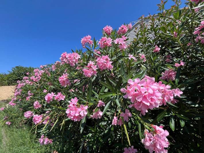 Maison d’hôte pour 4 personnes, avec sauna et jardin ainsi que vue et piscine dans Haute-Corse - 2