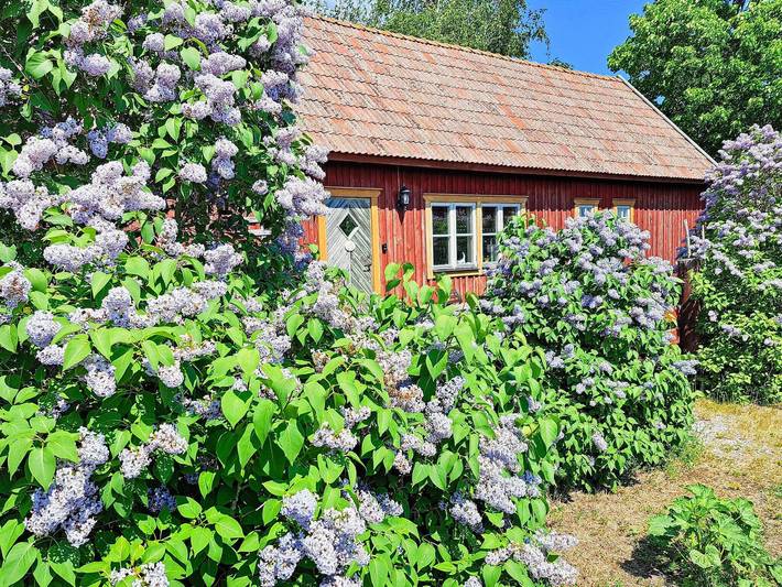 Ferienhaus für 8 Personen, mit Haustier in Gotland - 3