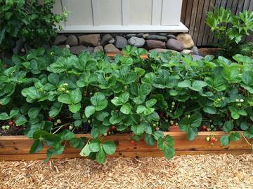 Cottage for 4 Guests in Ashland, Oregon, Picture 1