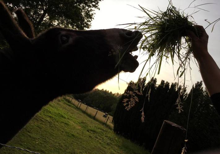 Location de vacances pour 3 personnes, avec terrasse et jardin, animaux acceptés à Saint-Sylvestre-de-Cormeilles - 4