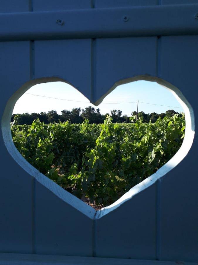 Location de vacances pour 2 personnes, avec jardin ainsi que terrasse et vue à Pugnac - 3