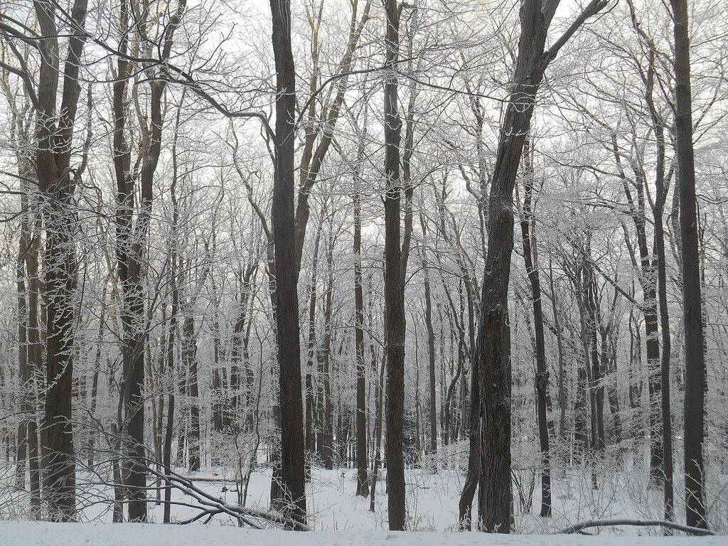 Ganze Wohnung, Spektakuläre Sieben Quellen Skifahren und Golfen in Pennsylvania in Seven Springs, Pennsylvania