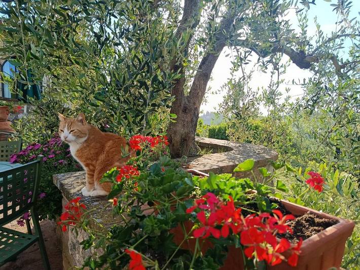Chambre d’hôte pour 3 personnes, avec jardin et piscine, animaux acceptés à San Gimignano - 3