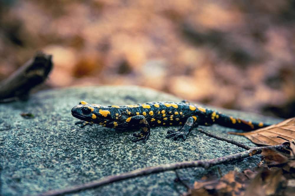 Ganze Wohnung, Quiet apartment in the Gravone valley, Peri plain. in Peri, Ajaccio und Umgebung
