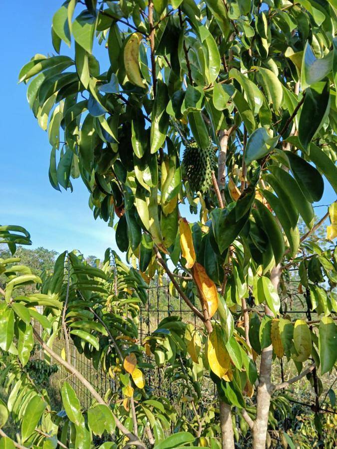 Gîte pour 4 personnes, avec piscine ainsi que terrasse et vue à Roura - 3