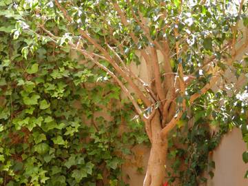 Glamping voor 8 Personen in Sarrià-Sant Gervasi, Barcelona, Afbeelding 4