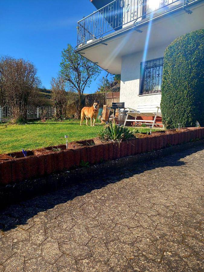 Ferienhaus für 4 Personen, mit Garten und Terrasse sowie Ausblick, mit Haustier in Schalkenmehren - 2
