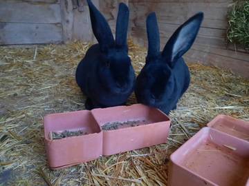 Ferienwohnung für 6 Personen in Marbach, Westalpen, Bild 2