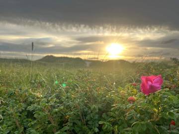Ferieudlejning til 6 Personer i Ho, Vesterhavet, Billede 4