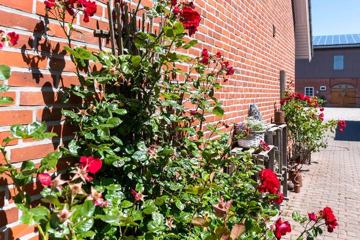 Ferienwohnung für 3 Personen, mit Garten in Bojendorf - 2