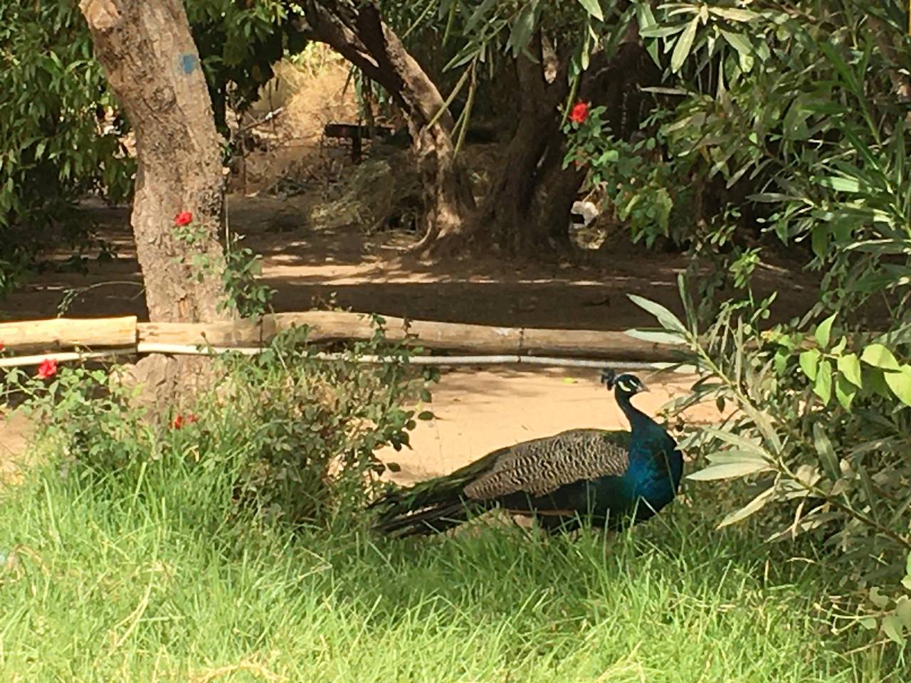 Saphir Paon - Luxury Villa in the middle of a farm in Marrakech-Tensift-El Haouz region