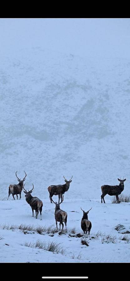 Ben Nevis Manor Lodge & Indoor Private Hot-Tub in Nevis Range, Fort William
